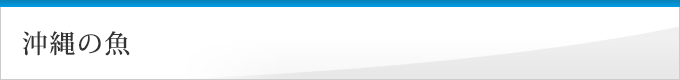 沖縄の魚